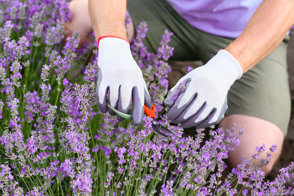 Farmer taking care of beautiful lavender field, closeup