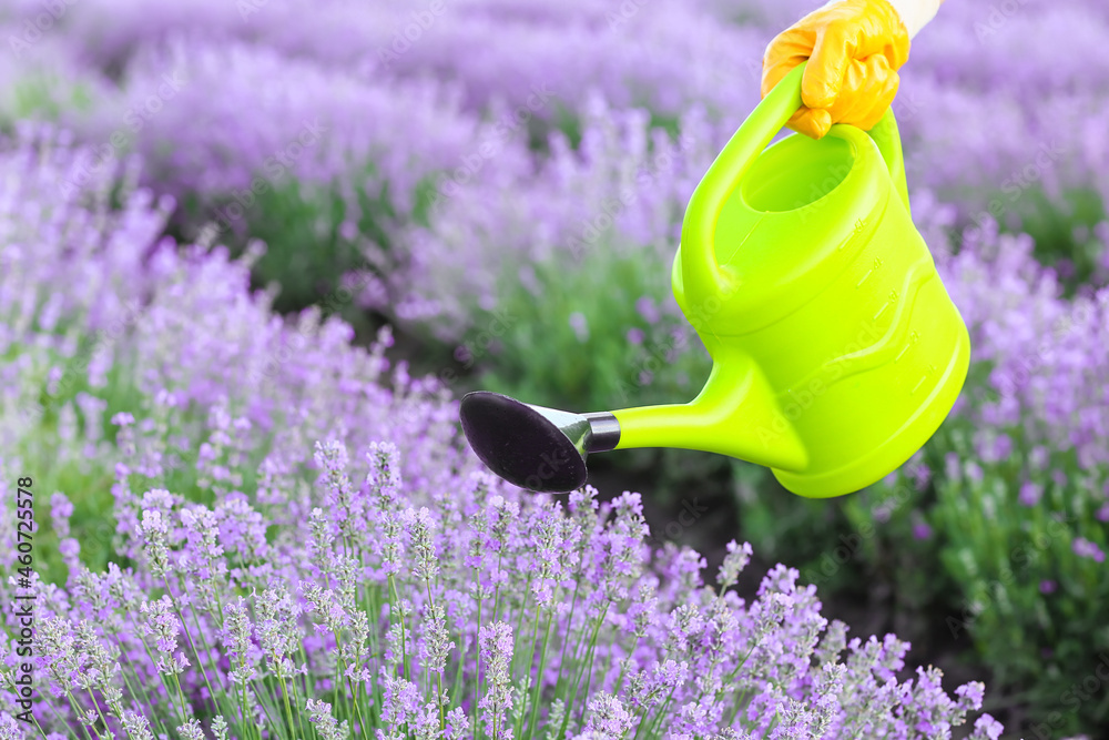 Farmer with watering can in lavender field