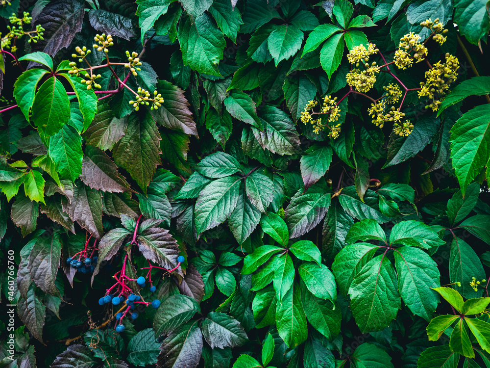 This is a stock photo that shows a live background created from different leaves.