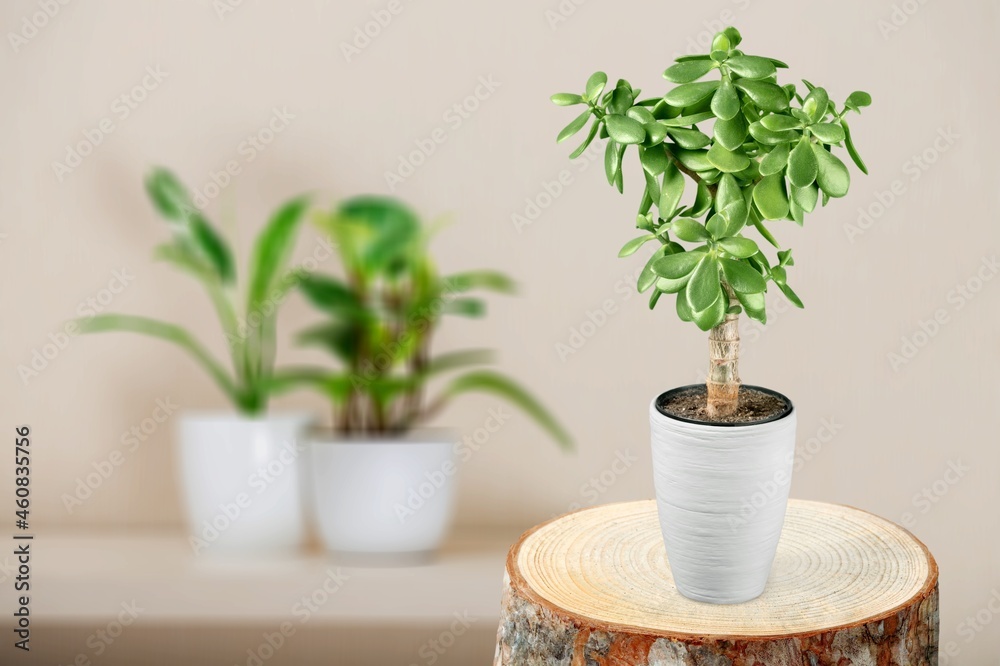 Exotic green houseplant in pot indoors on wooden coffee table