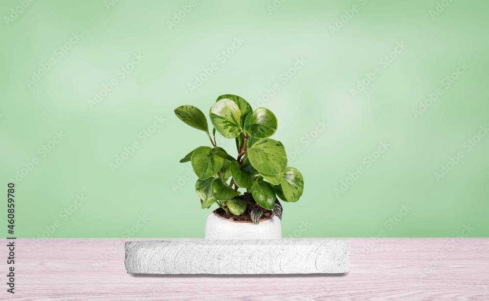 Background green with podium. Stand to show cosmetic products with plant