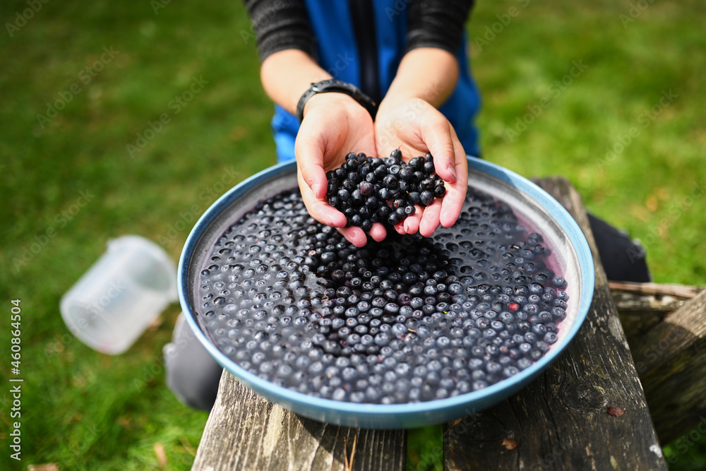 Schweden的Frisch gesammelte Blauberen