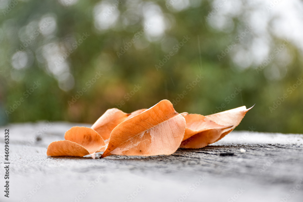 雨里黄色的落叶，在家里后院的桌子表面