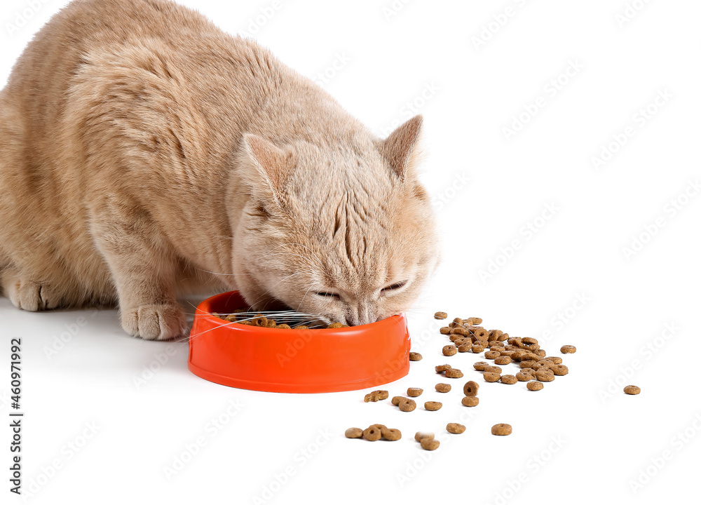 可爱的猫在吃白底碗里的食物