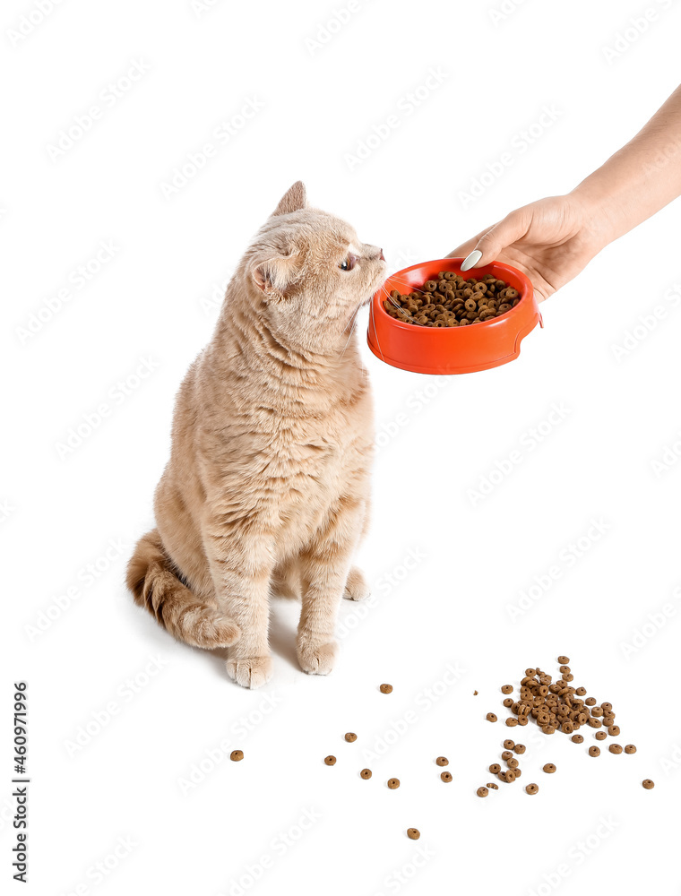 Owner feeding cute cat on white background