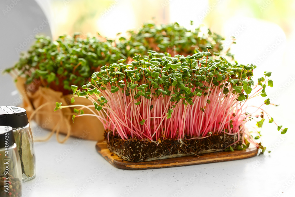 Fresh microgreen sprouts on table