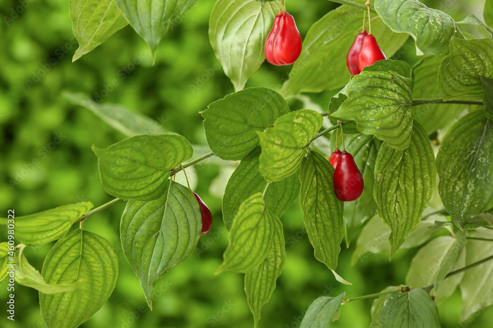 Ripe dogwood berries hanging on tree in garden