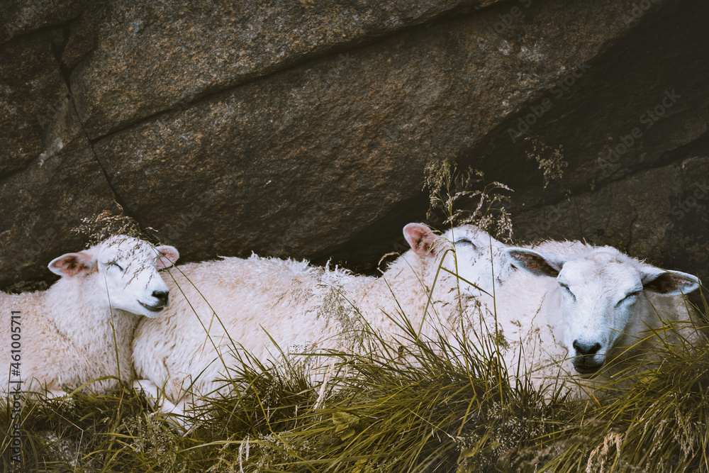 Sheep family sleeping together mother and lambs farm animals