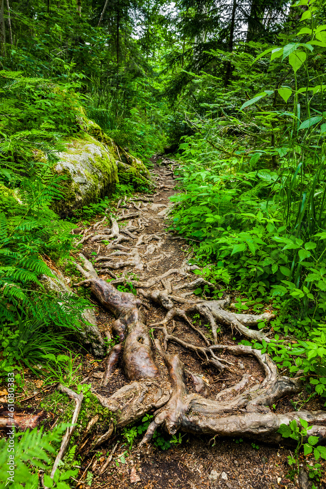 Wanderweg mit Baumwurzeln im Wald