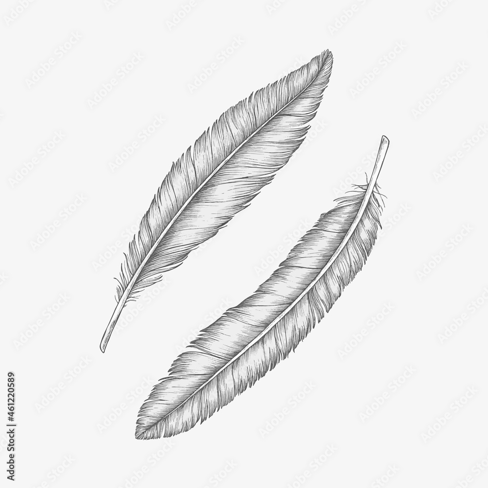 Two hand drawn bird feathers