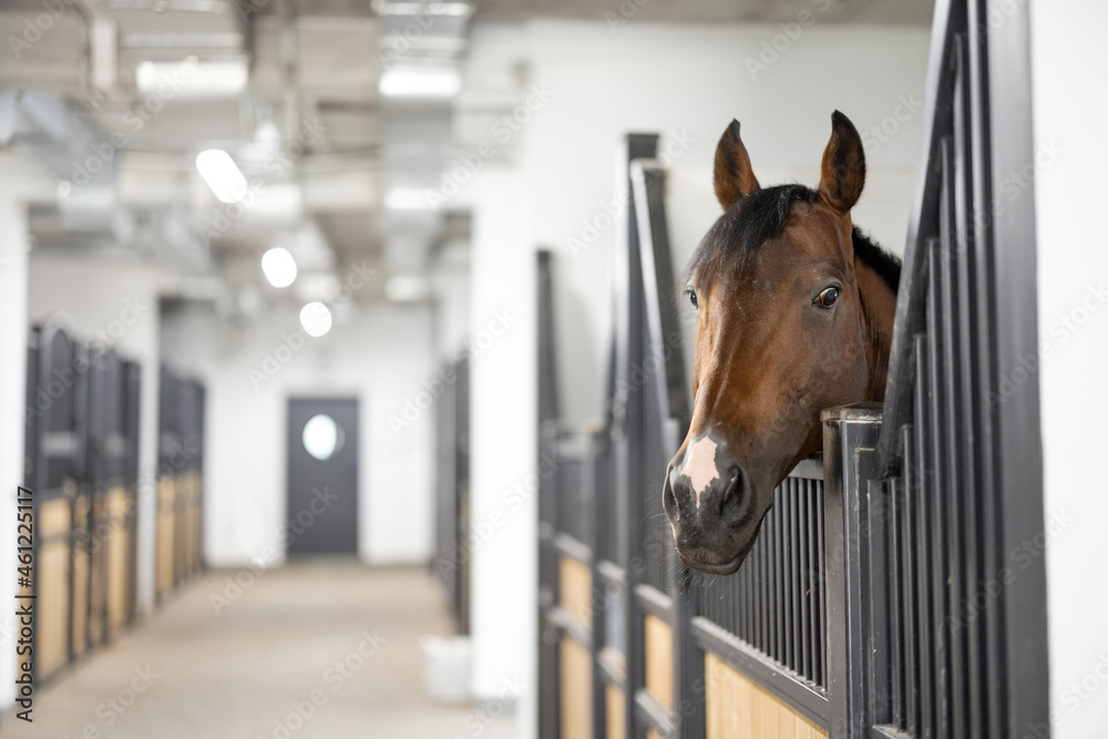 Cropped image of brown Thoroughbred horse in stable. Concept of rural rest and leisure. Green touris