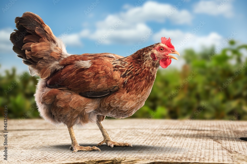 Brown hens posing, Laying hens farmers concept.