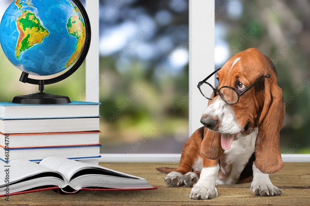 Cute puppy student with glasses on the background of a blackboard with books