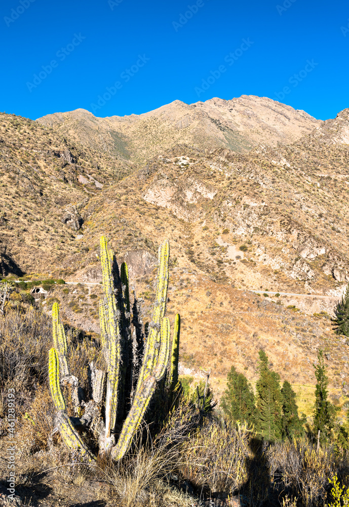 Cactus at Huambo near the Colca Canyon in Peru