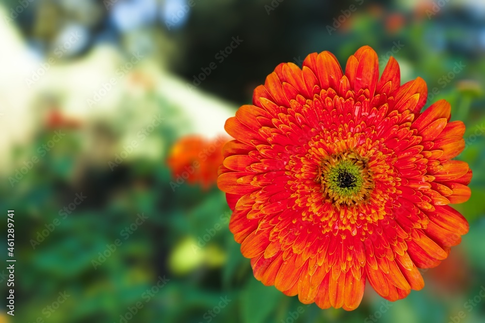 Close up of beautiful natural colored flower