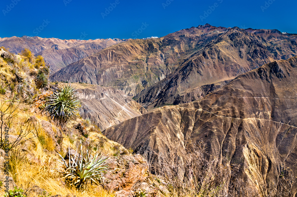 Scenery of the Colca Canyon in Peru