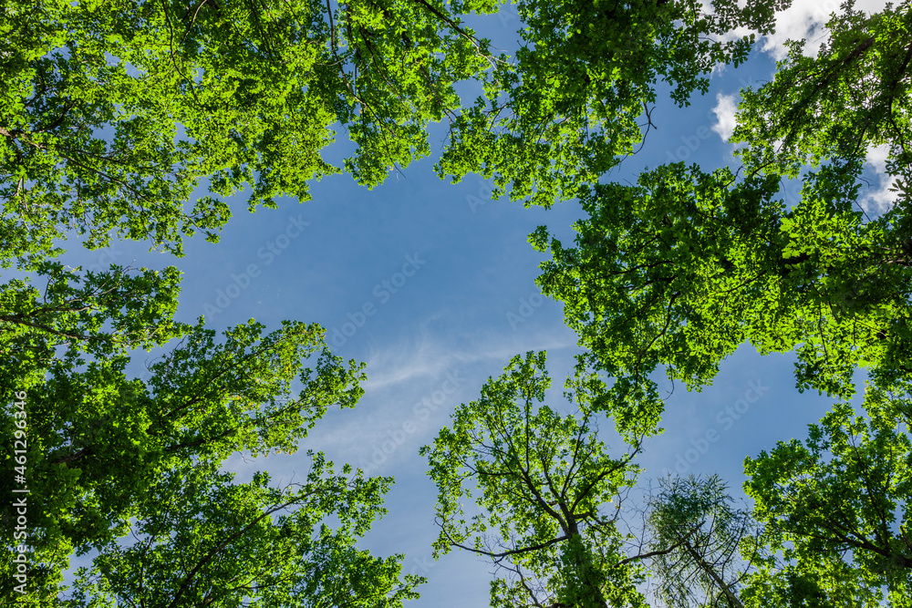 Blick von unten in die Baumkronen von alten eichenbäumen