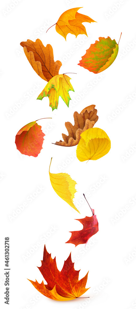 Falling leaves. Multicolored autumn leaves of various trees (maple, birch, oak, linden, aspen) isola