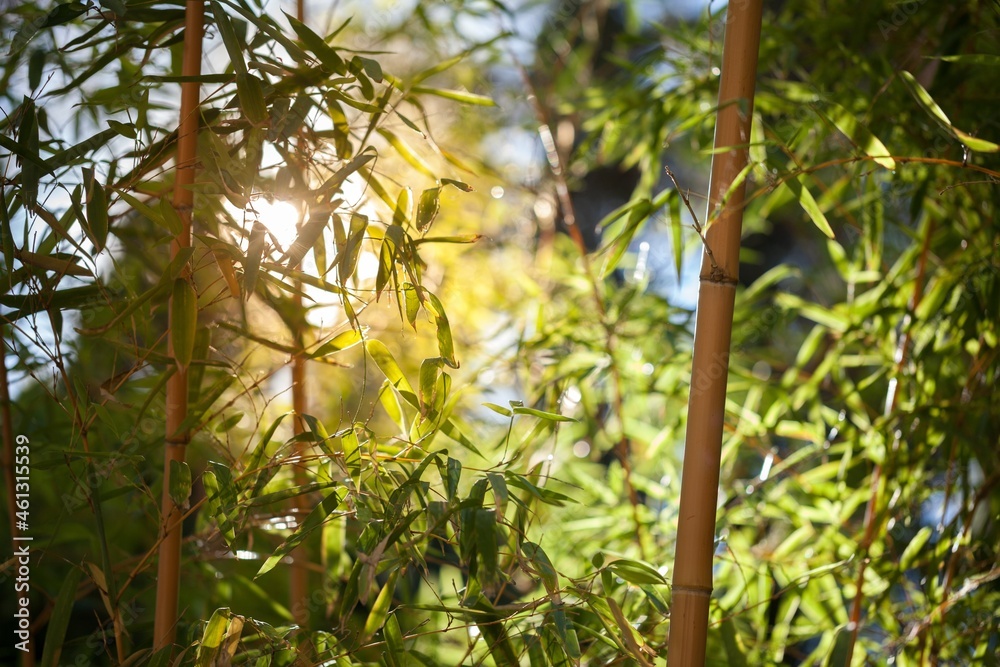 美丽的自然景观-高山草甸。阳光下的草地特写。美丽的自然风景