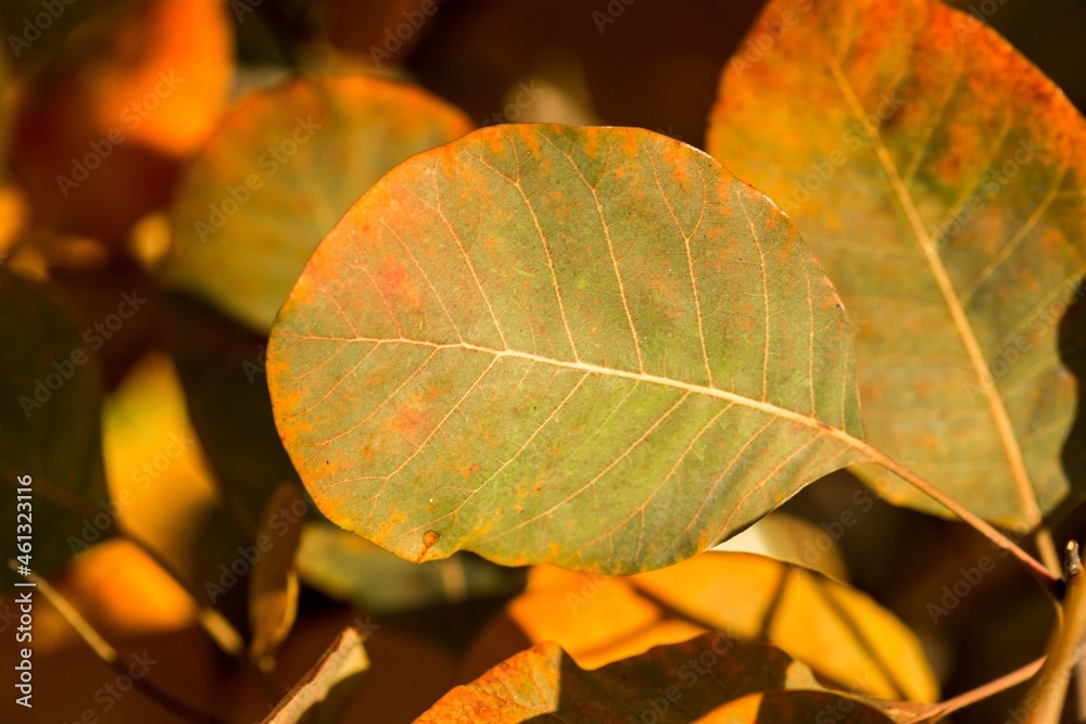 Closeup of fall leaf