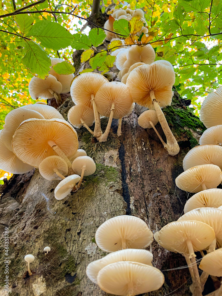 VERTICAL: White tree mushrooms grow on the side of a moss-covered tree trunk.