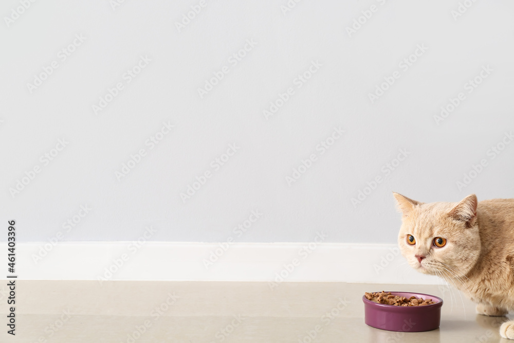 Cute cat eating food from bowl at home