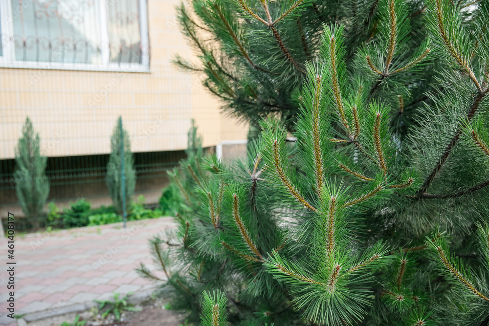 View of beautiful coniferous tree outdoors, closeup