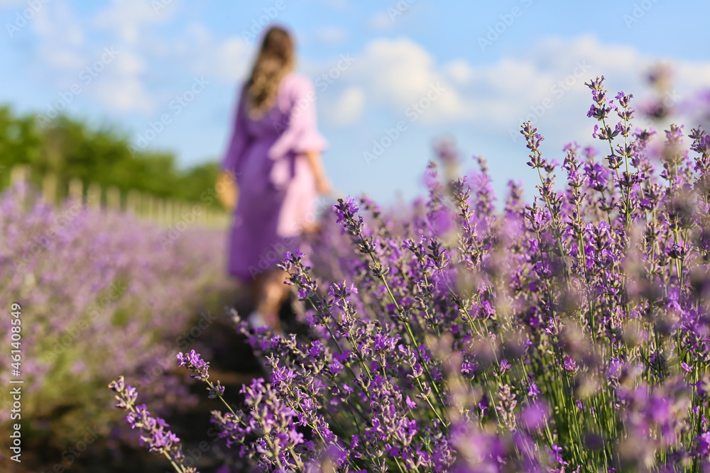 Beautiful lavender field on summer day