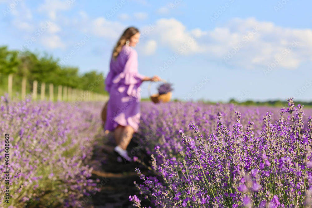 Beautiful lavender field on summer day