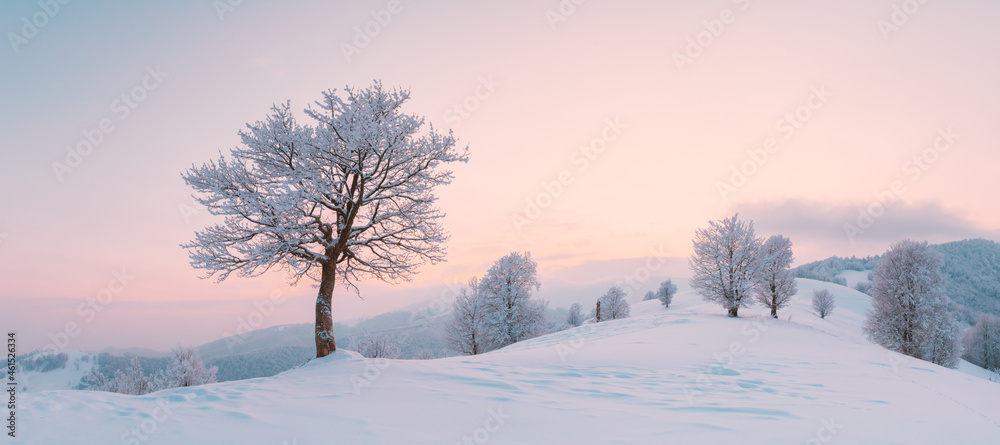 令人惊叹的冬季景观全景，山谷上有一棵孤独的白雪树。粉红色的日出天空g