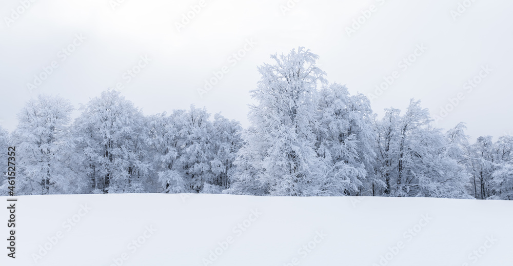 多云天气下的极简主义冬季景观，白雪皑皑的树木。喀尔巴阡山，景观ph