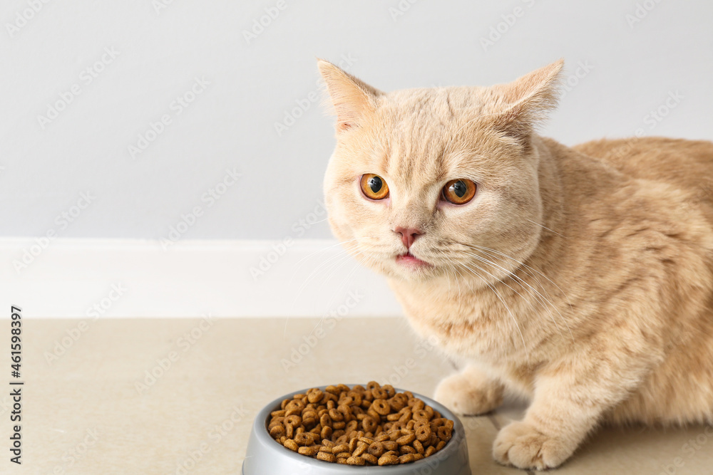 Cute cat eating food from bowl at home