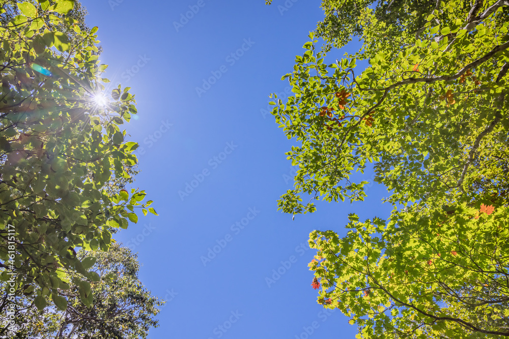 太陽の光が綺麗な新緑の木