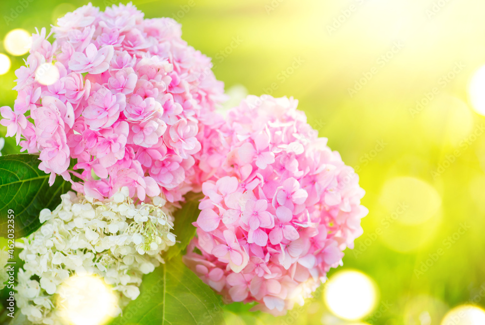 Hydrangea pink flower closeup. Beautiful Hortensia blooming in summer garden. Beauty pink and white 