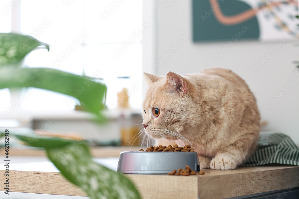 厨房里有食物的可爱猫和碗