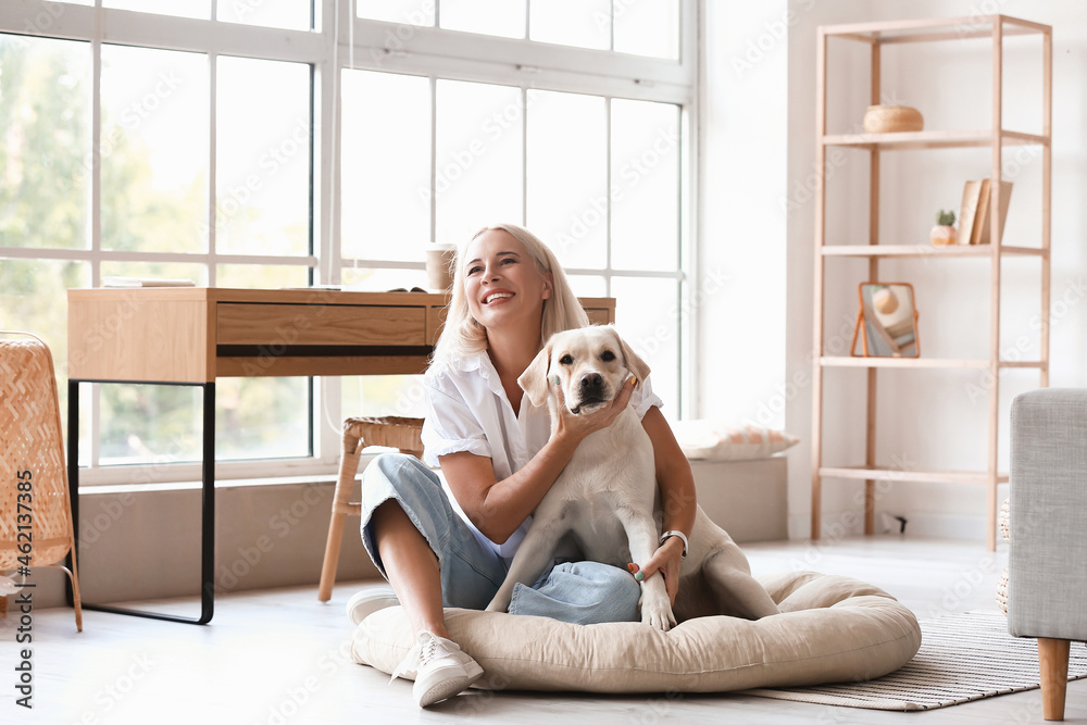 家里宠物床上坐着可爱的拉布拉多犬的成熟女人