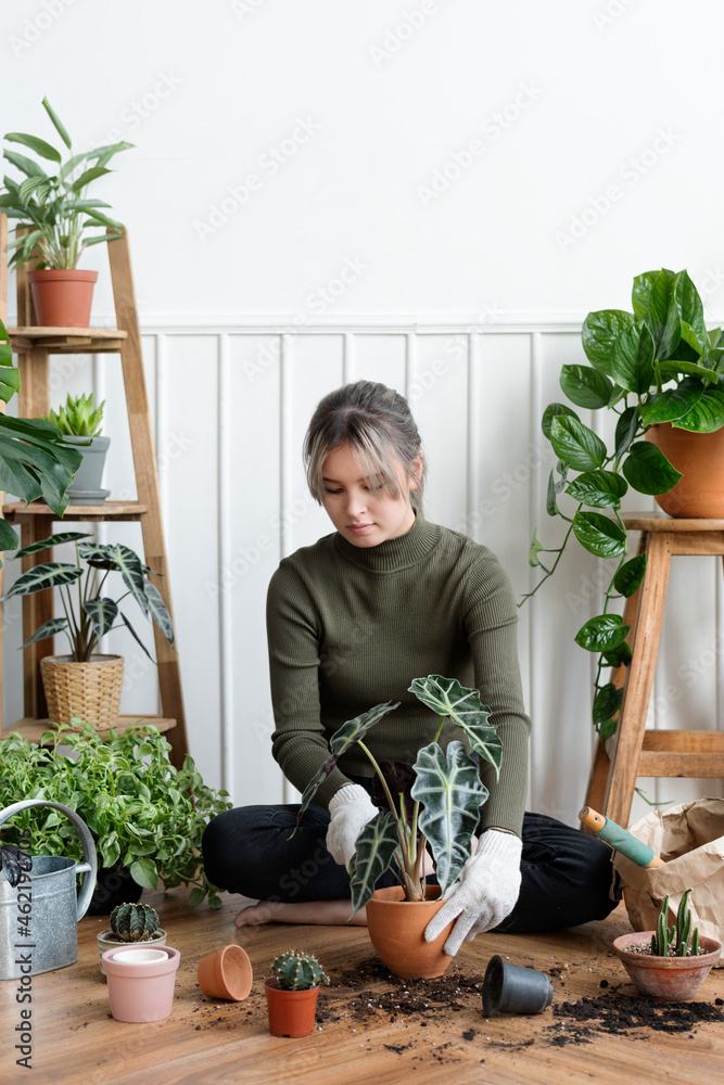 女人在家里重新种植室内植物