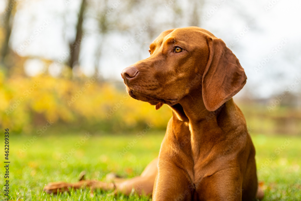 美丽的秋天花园里可爱的匈牙利维兹拉犬。幸福的维兹拉指针犬躺在si外面