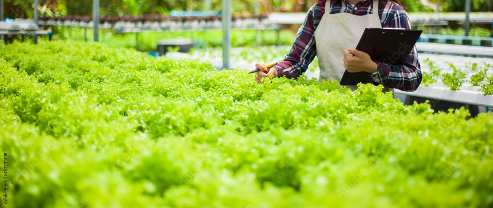 A young farmer working on a hydroponics vegetable farm is checking the quality of the produce before