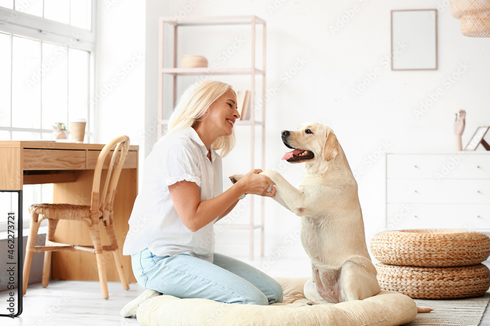 家里抱着可爱拉布拉多犬爪子的成熟女人