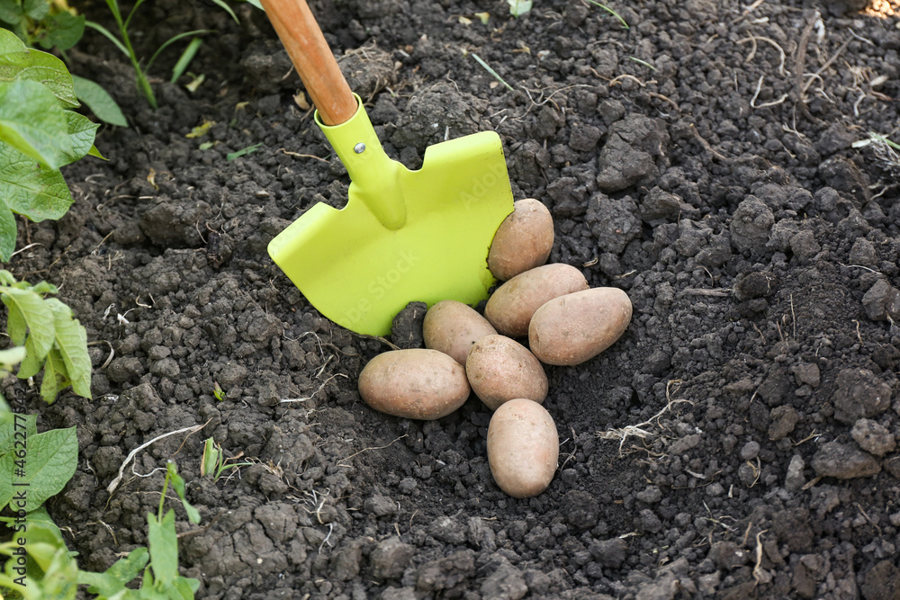 Shovel and raw gathered potatoes in field