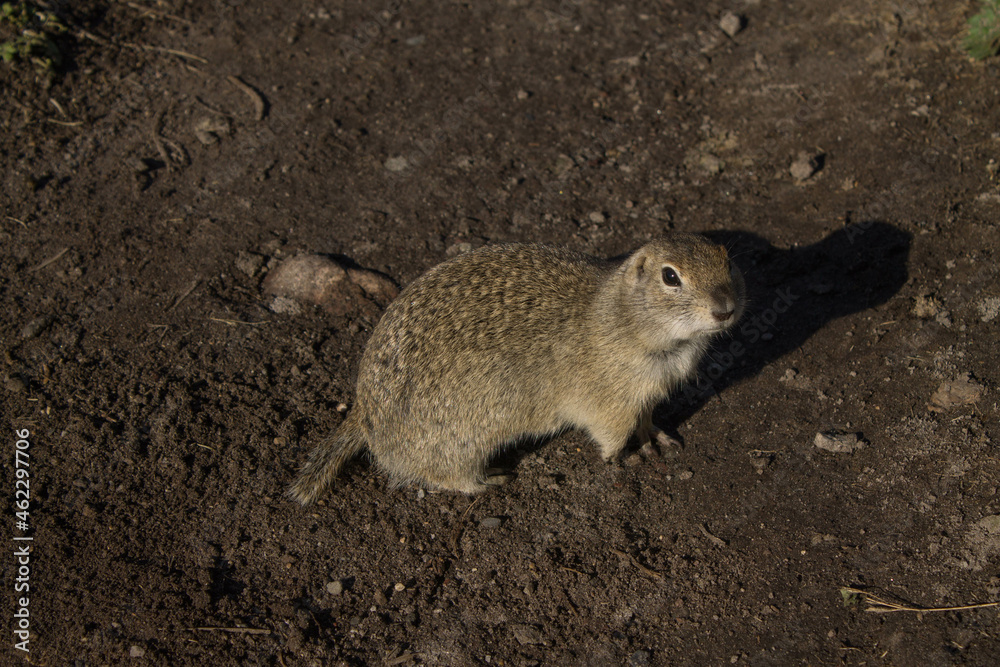 高加索Elbrush地区Gopher，2021夏季