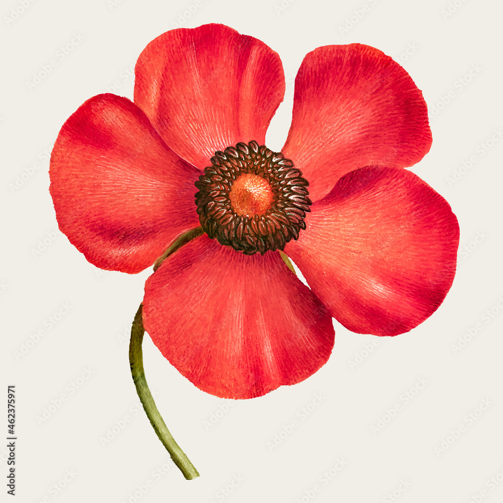 Pheasants-Eye flower vector hand drawn