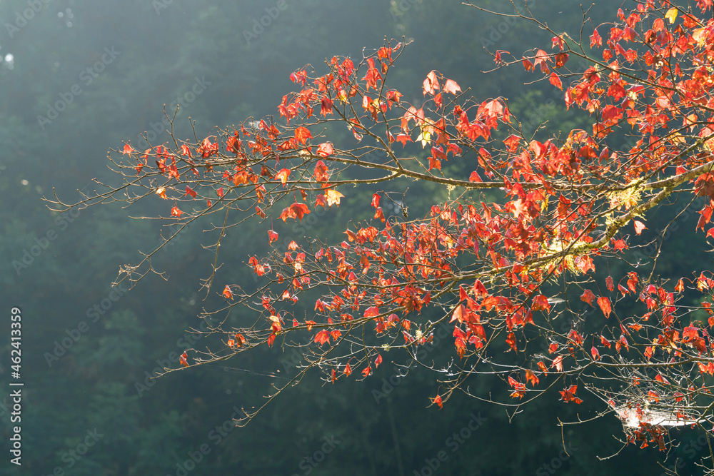 Beautiful maple leaves in autumn season.