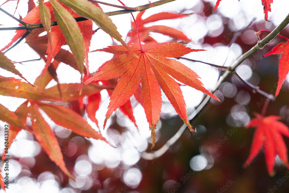 Beautiful maple leaves in autumn season.