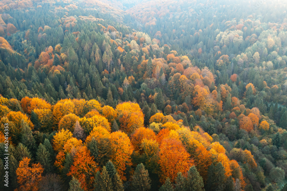 Aerial drone top down view. Yellow, orange and red autumn trees in colorful forest. Sunny day in aut