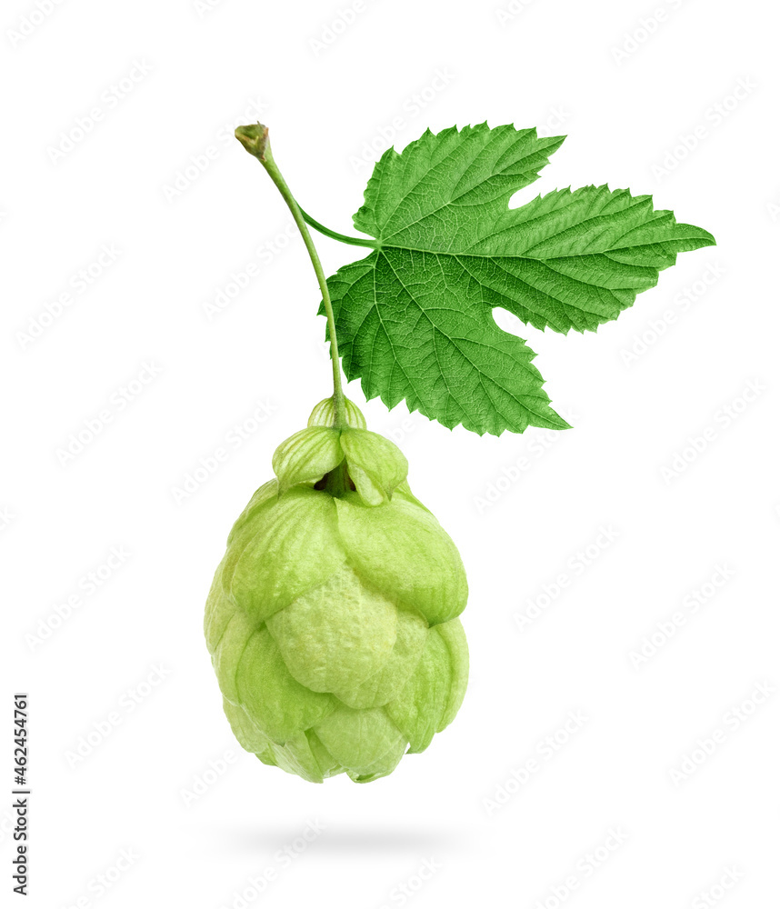 Fresh hop cone with leaf close up isolated on white background