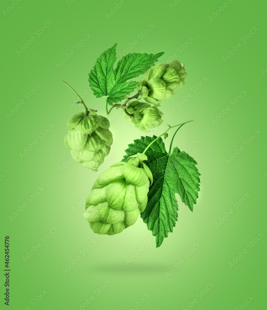 Fresh hop cones with leaves close up on green background