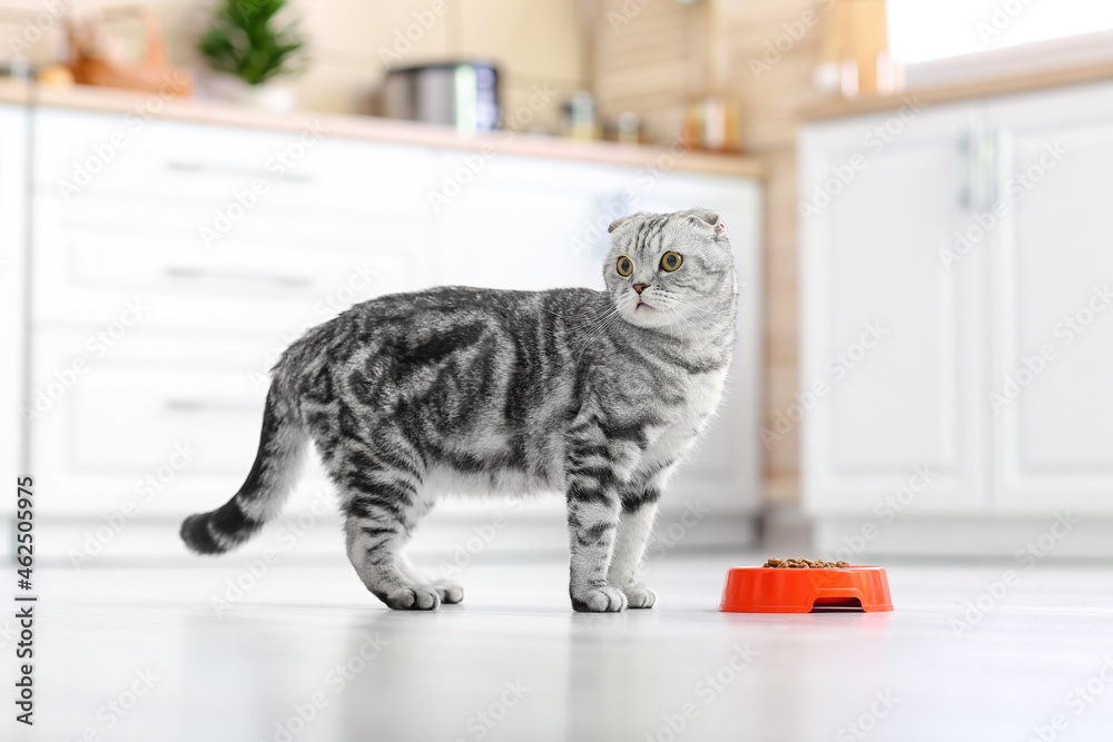 Cute cat and bowl with food in kitchen