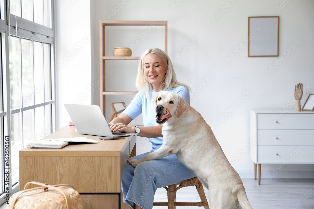 成熟的女人和可爱的拉布拉多犬在家使用笔记本电脑